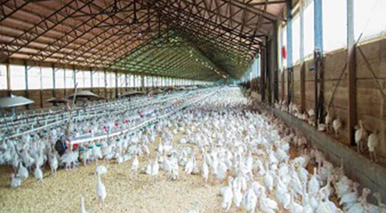 Product Details Image